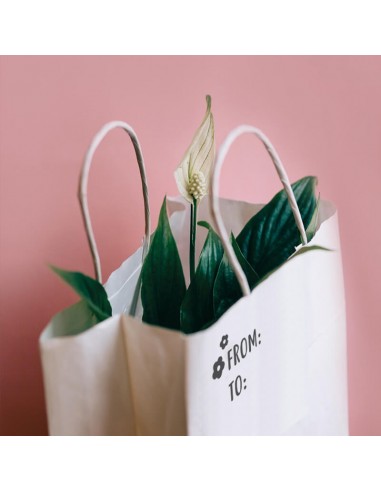 Pieczątka Little NIO Colop - Craft -...